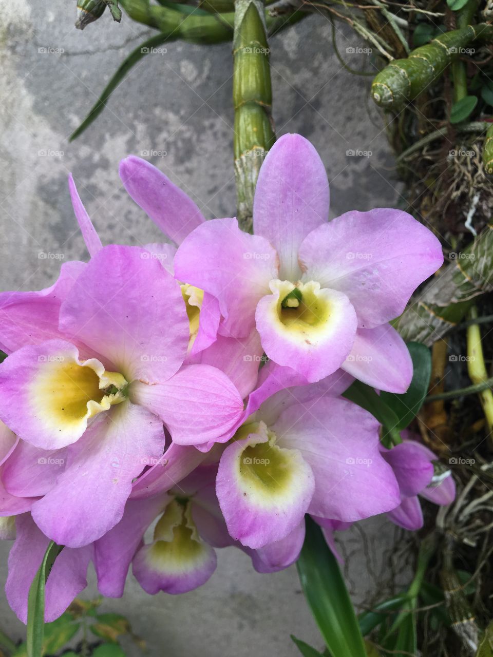 Arundina - Orchid