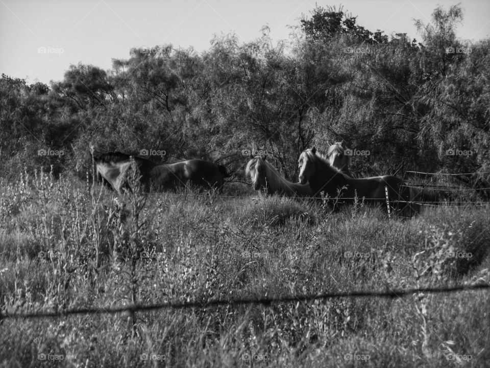 wild horses 2. This is another picture of the same horses only in black and white.