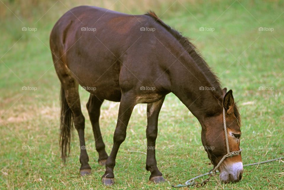 Mule. Donkey 