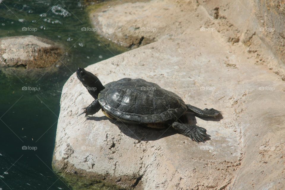 Turtle Sunning on Rocks