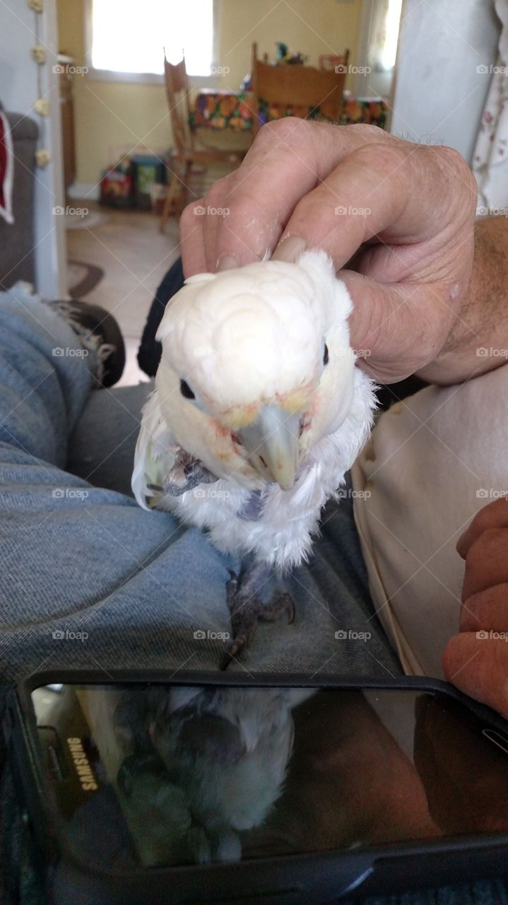 Jared The Goffin Cockatoo