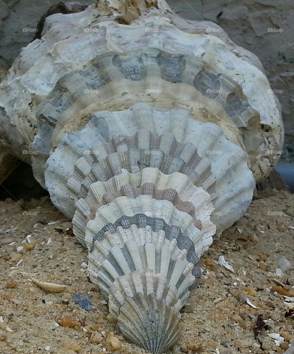 nesting shells