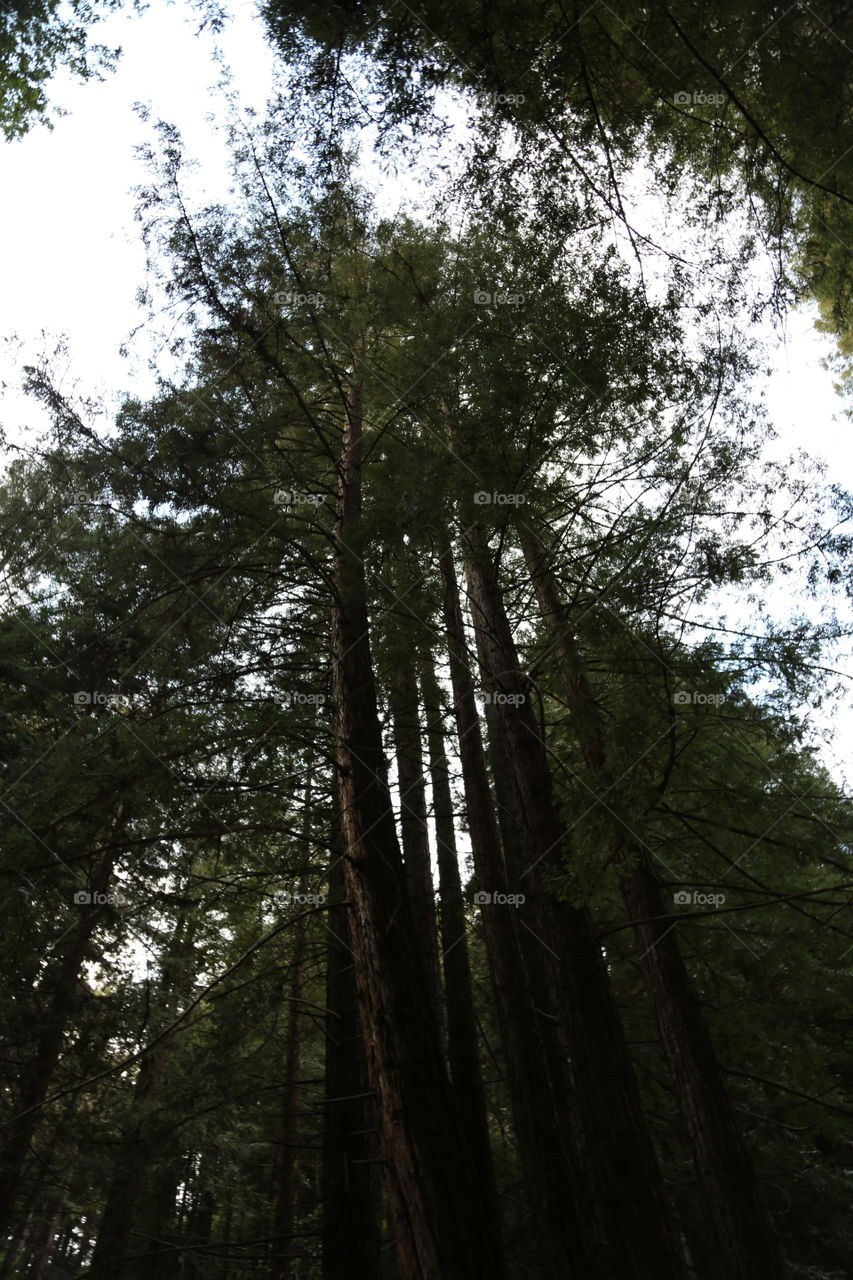 Tree, Wood, No Person, Nature, Leaf