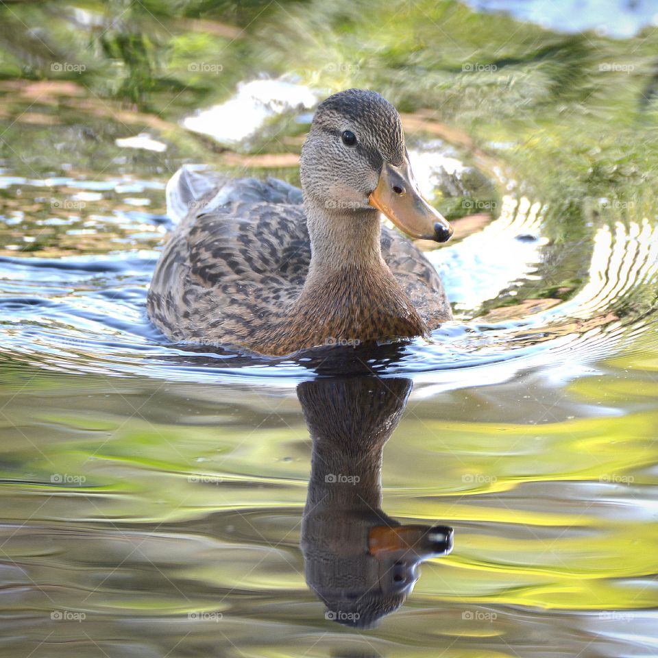 Mallard duck in Bear Lake 