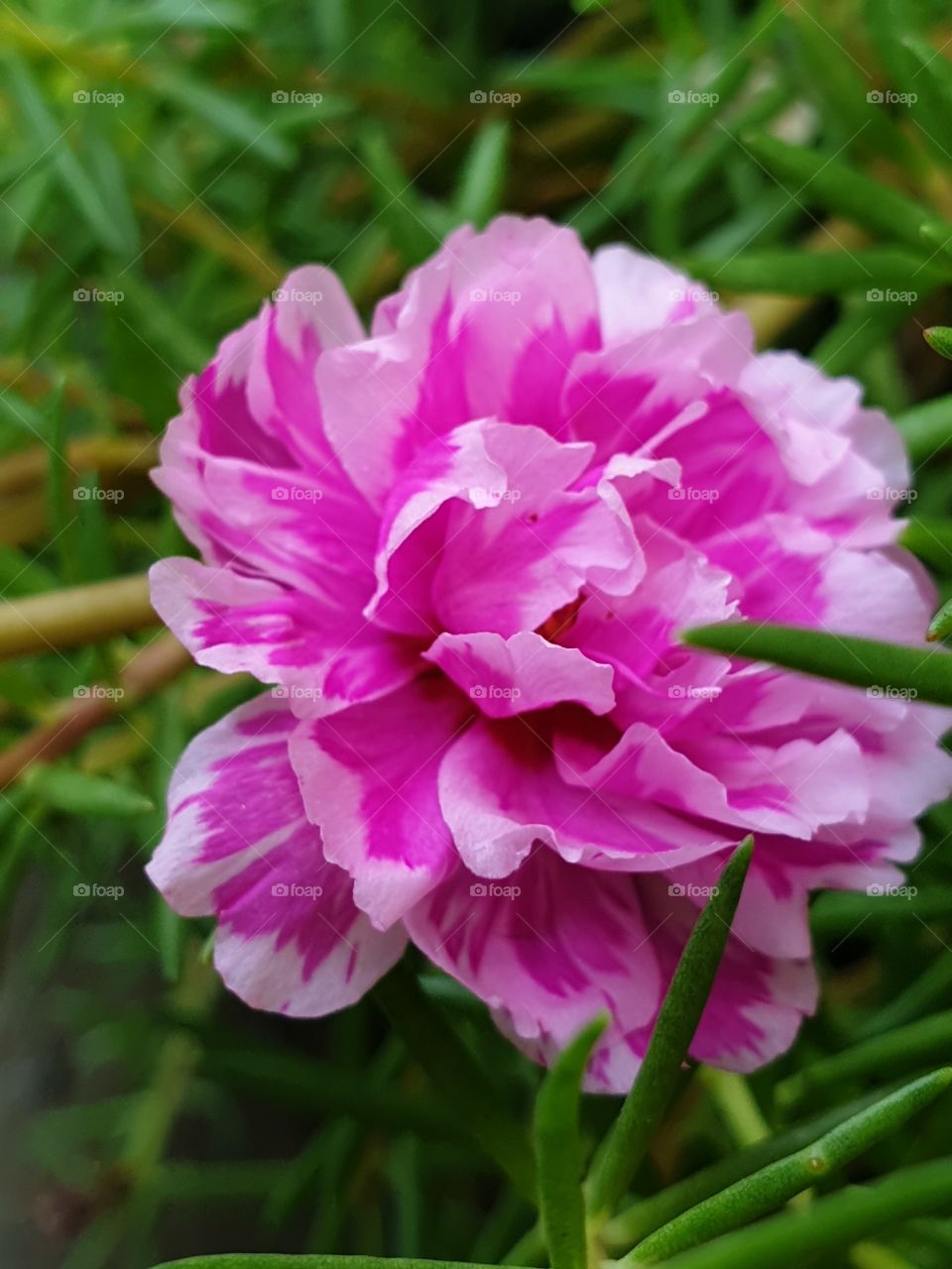  Portulaca Grandiflora or Moss-rose