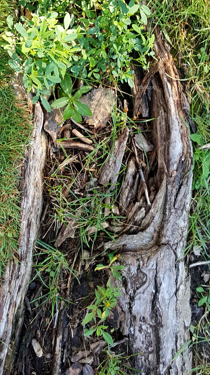 Root of a tree rotten away with grass growing it