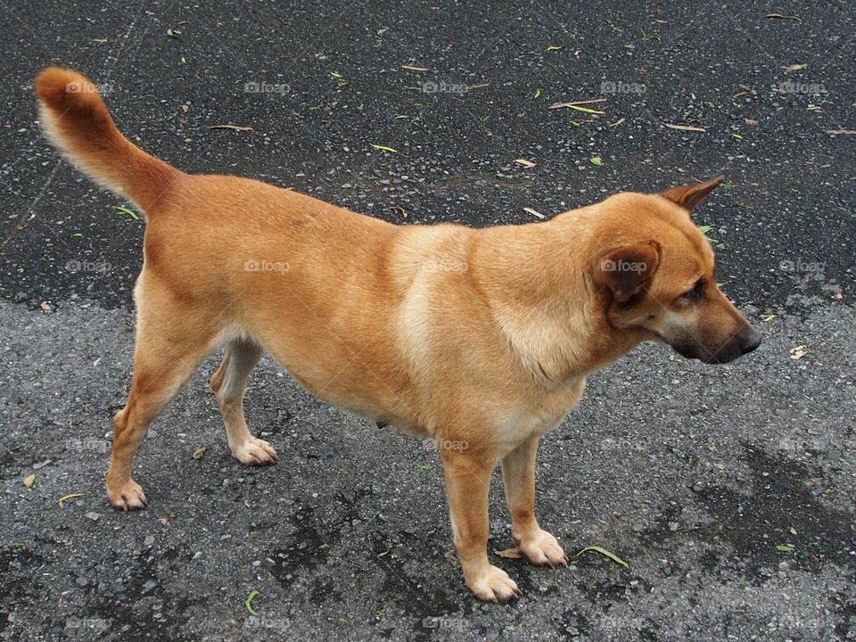 Hound standing on street