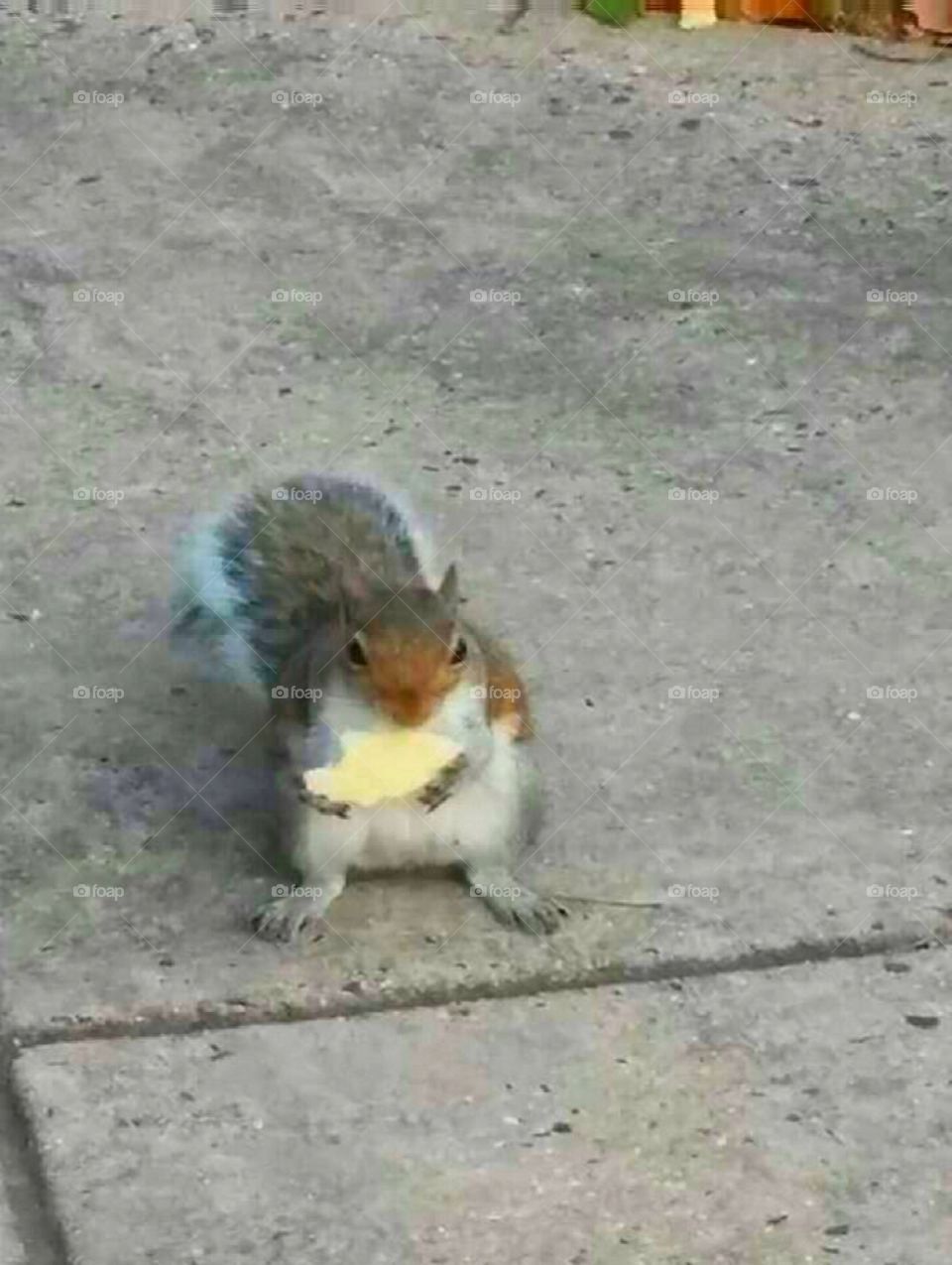 A squirrel eating a cracker