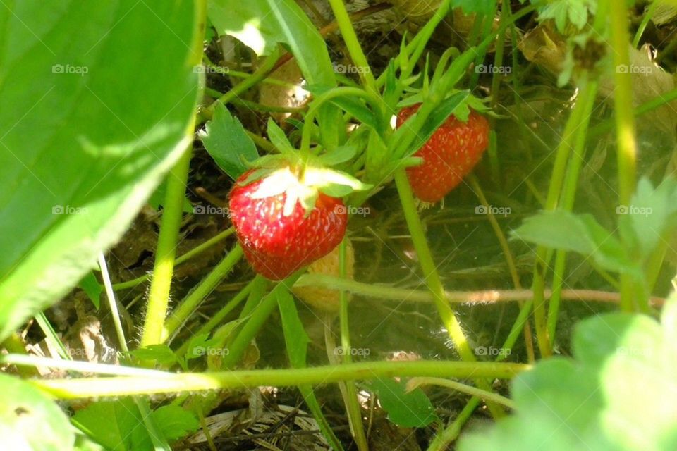 Strawberry plants