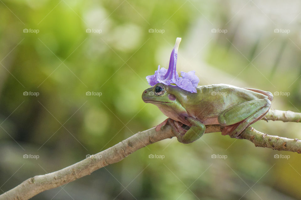 Flower Hat Frog