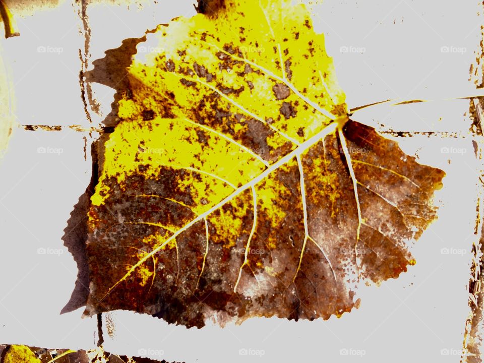 Old golden brown leaf