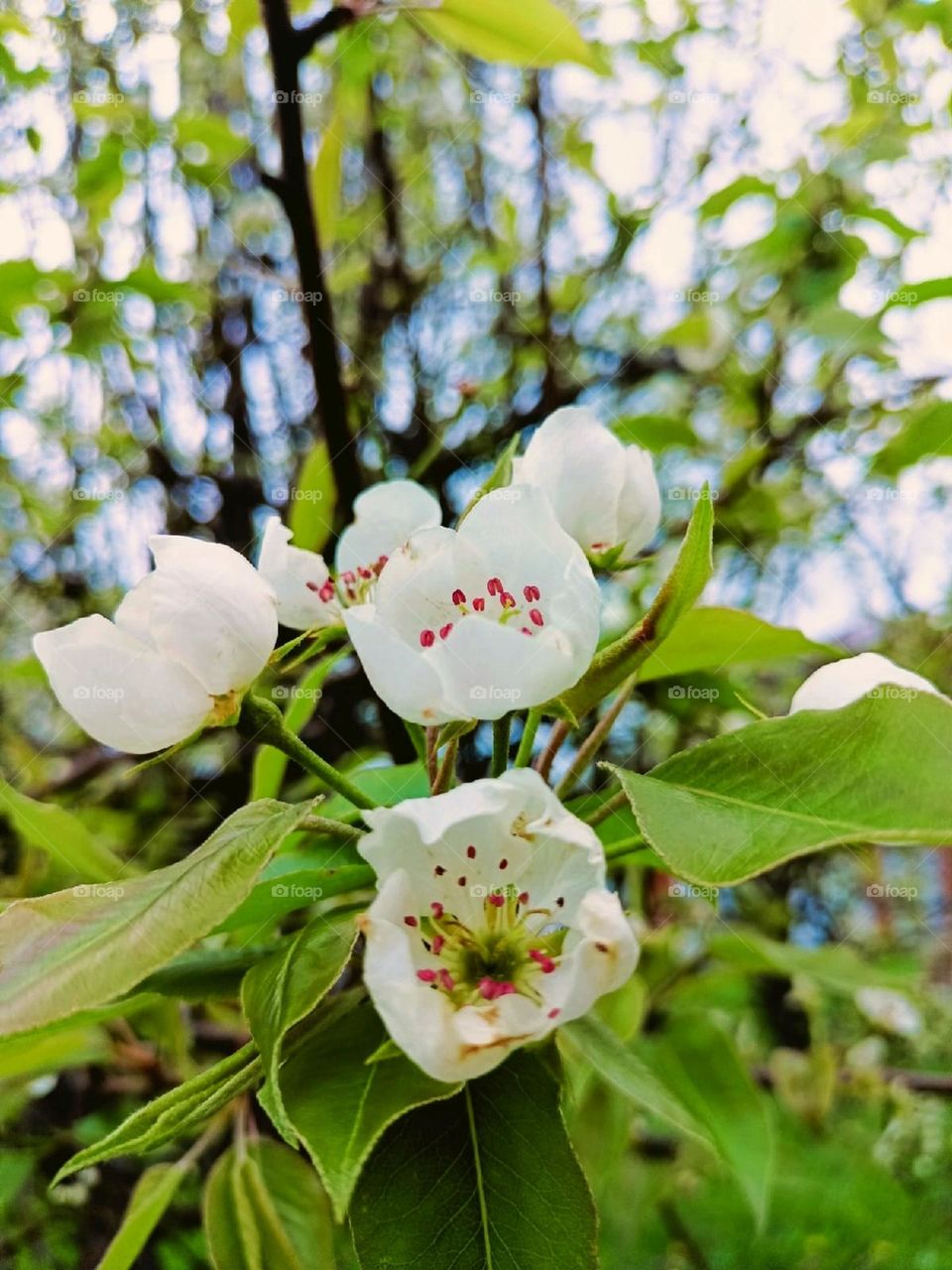 flowers