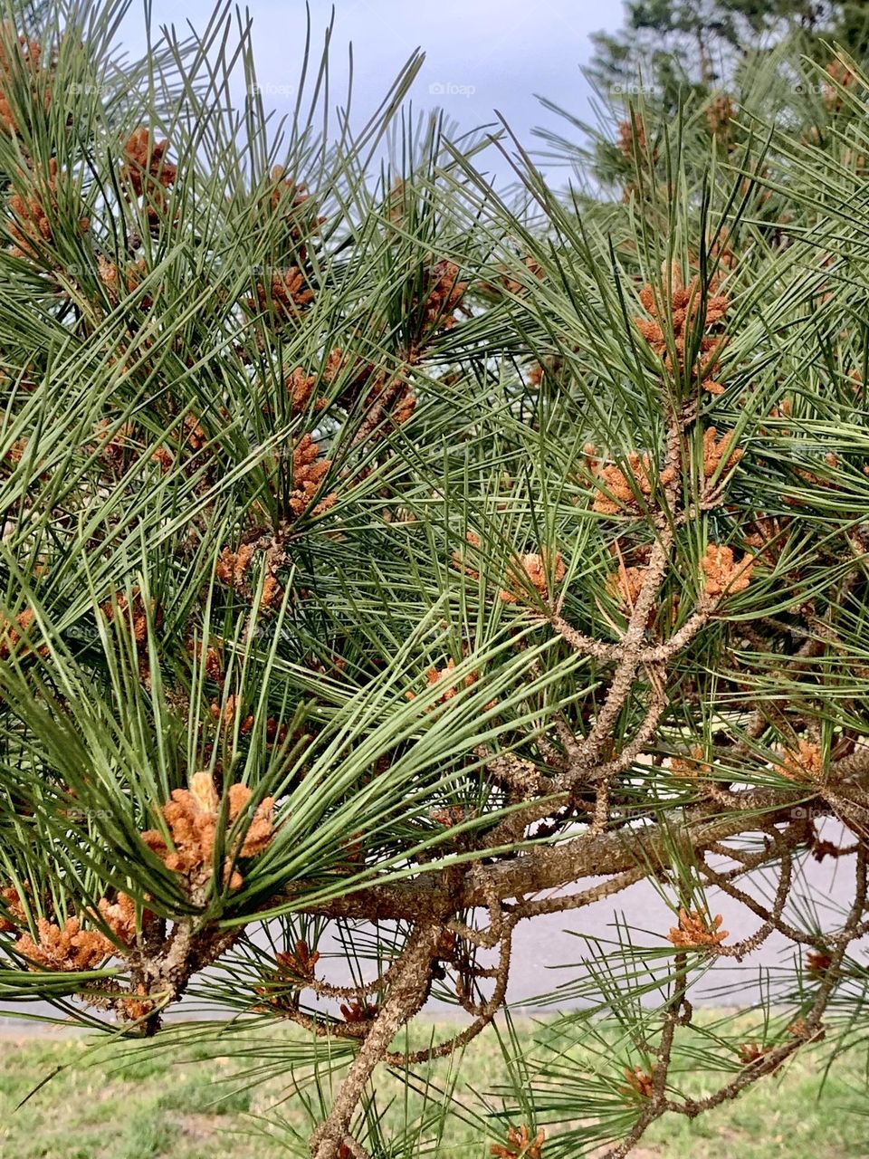 Pine needles 