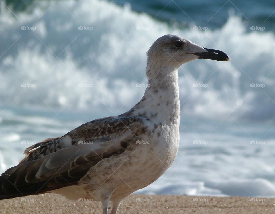 Seagull