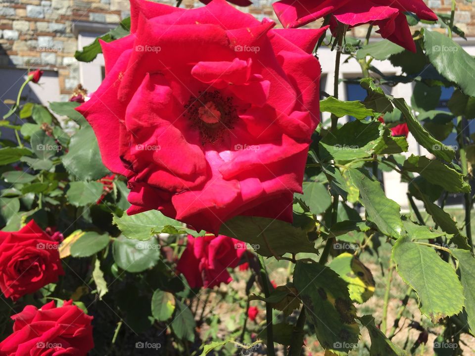 #roses #red #nature #beauty 
