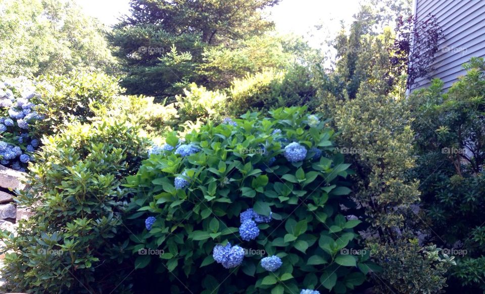 Blue hydrangea in Rhode Island