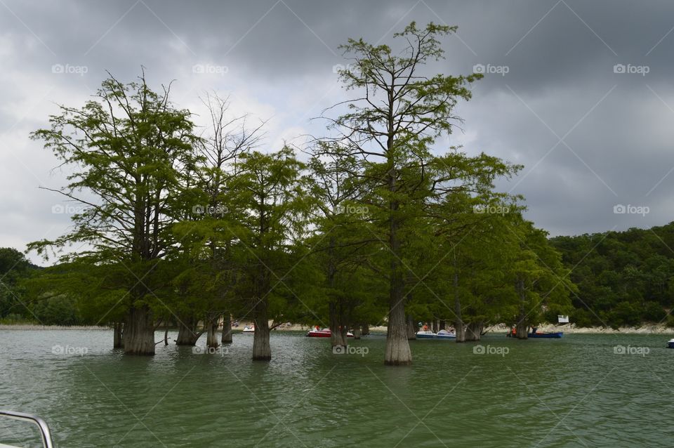 cypress lake. cypresses