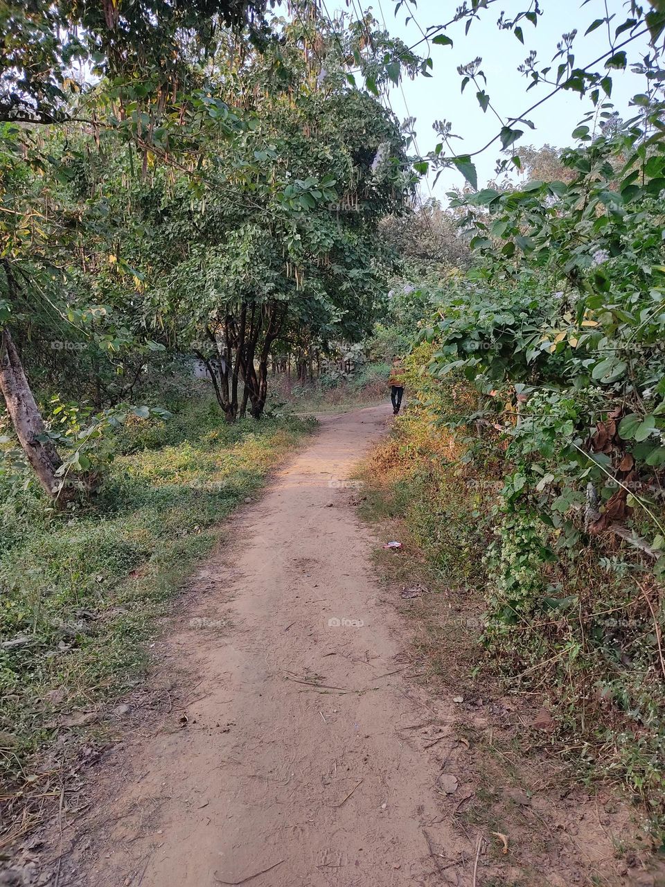 beautiful forest path 👣👣👣👣