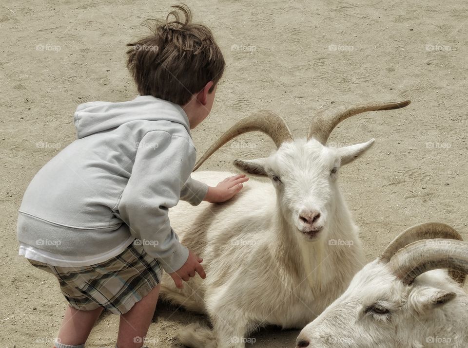 Life On A Farm. Boy Petting A Goat
