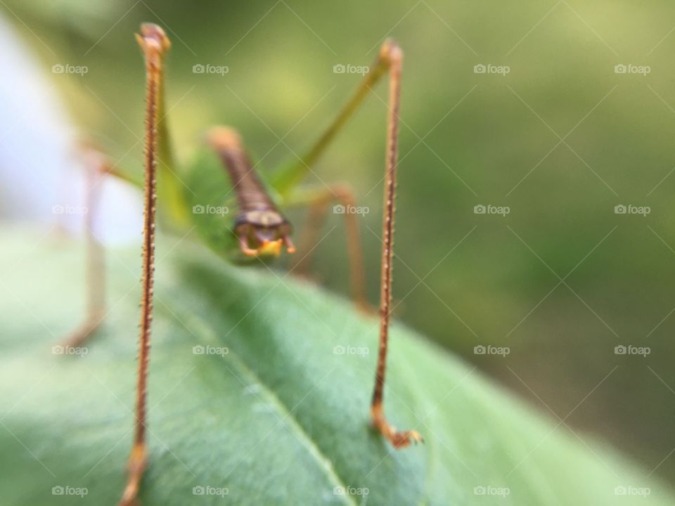 The back of a grasshopper
