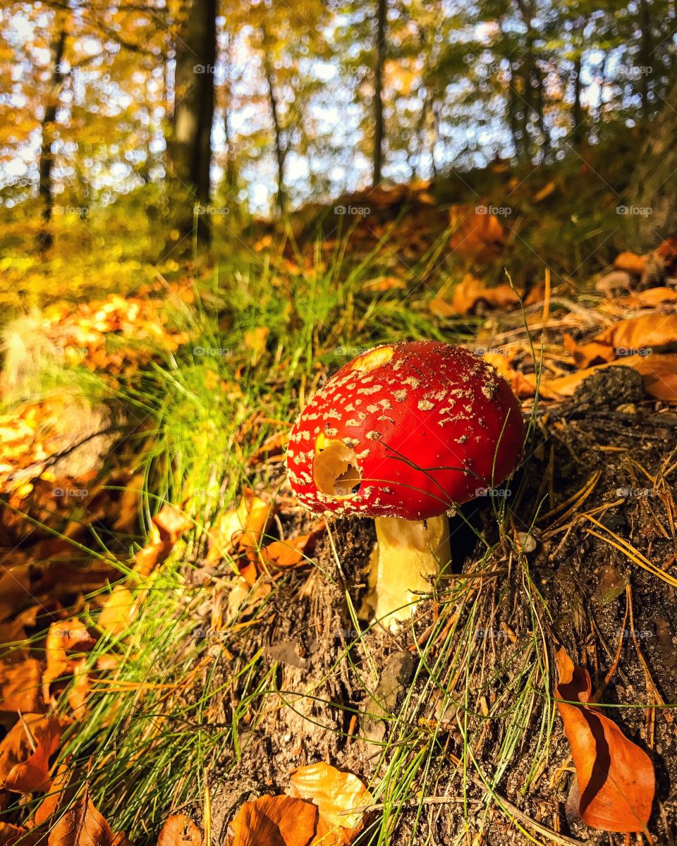 Close-up of mushroom