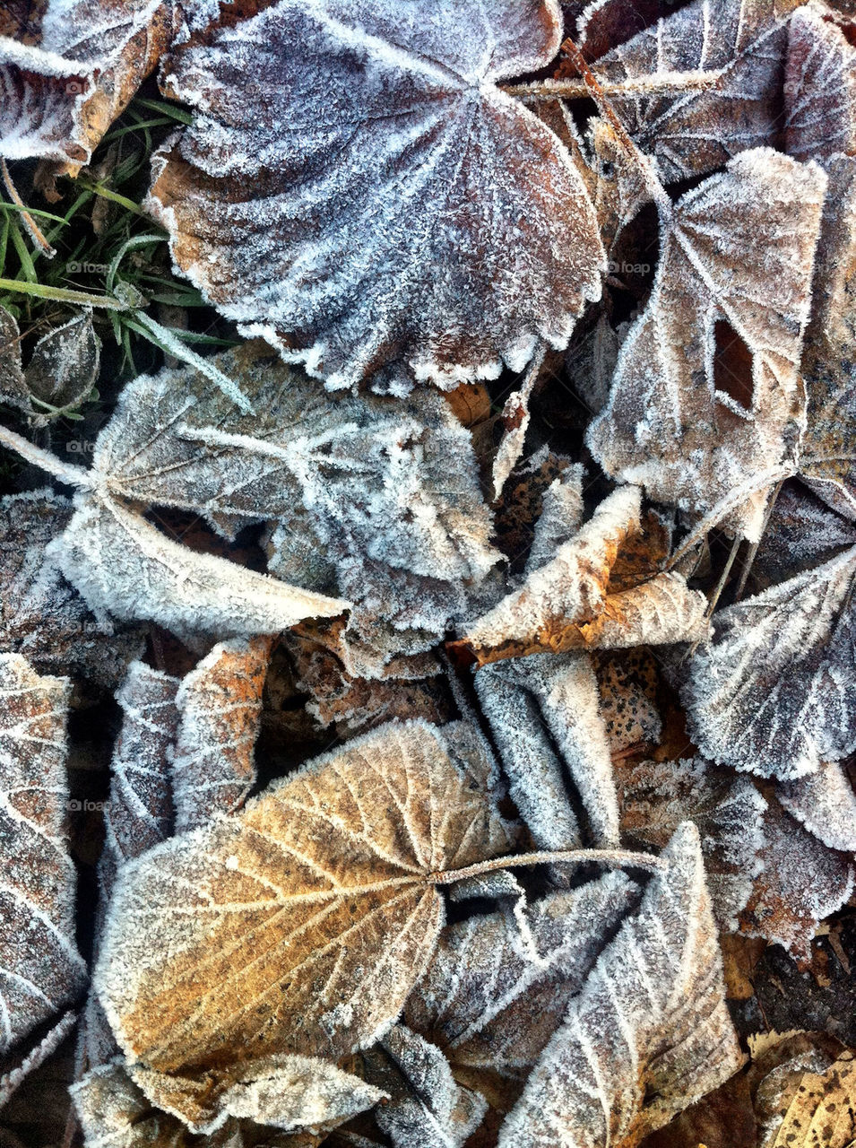 löv frost vinter höst by wmjsand