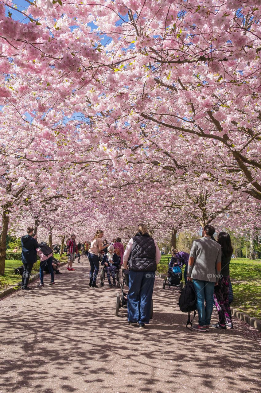 Pink park