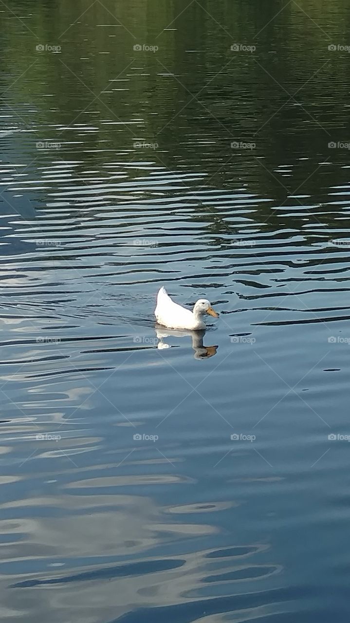 lonely without you here (duck)