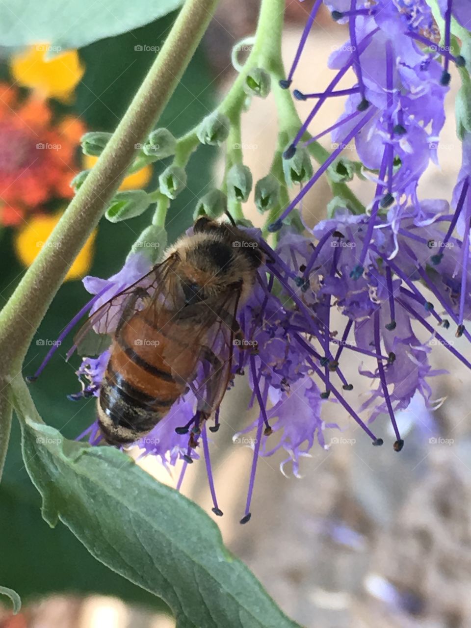 Bee on a purple flower 