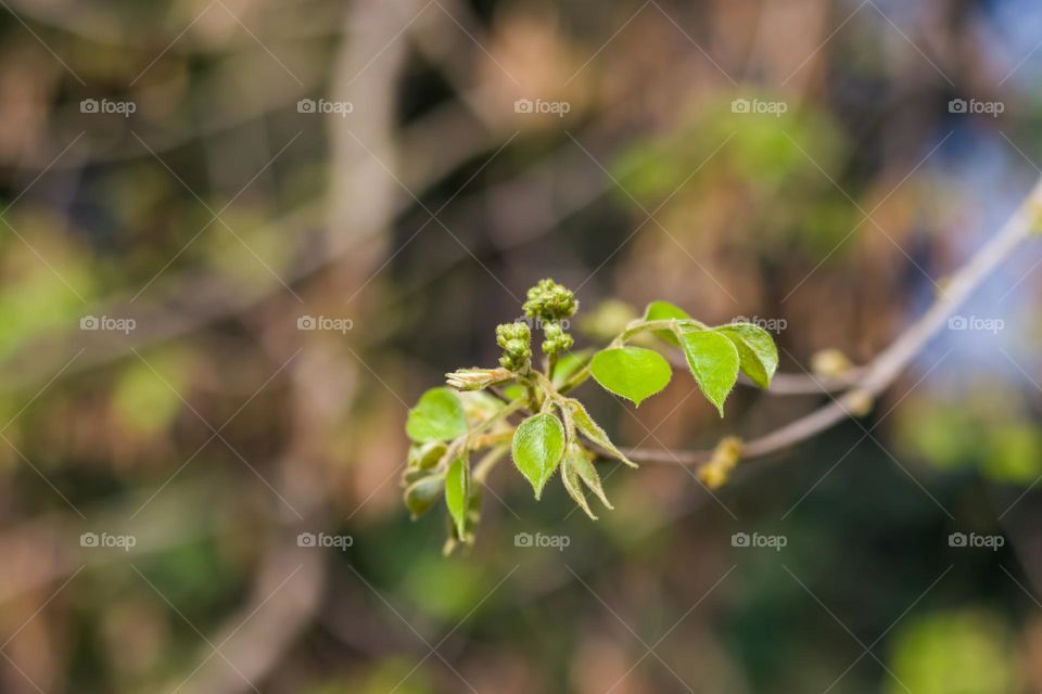 Spring Season View With New Leafs