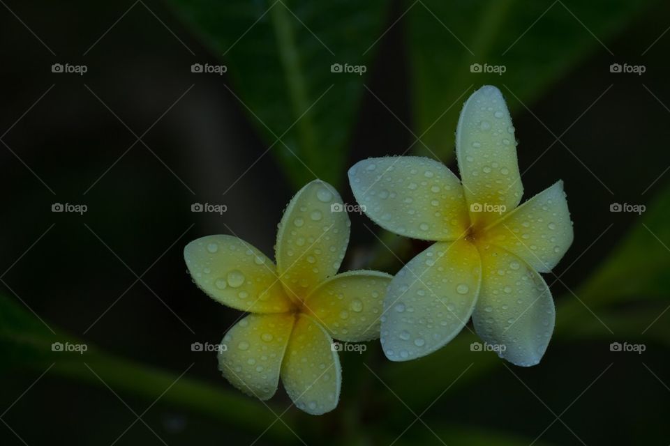 Frangipani Flowers