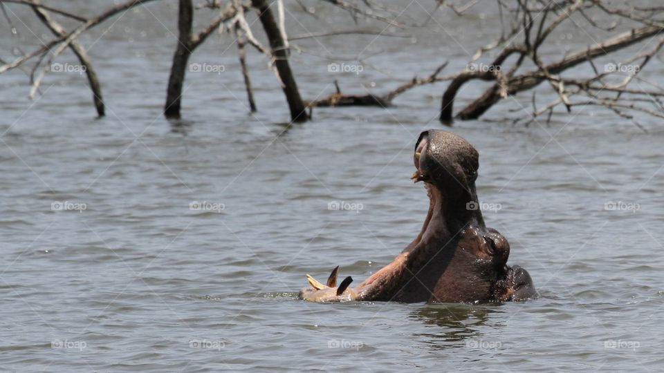 Hippopotamus in water