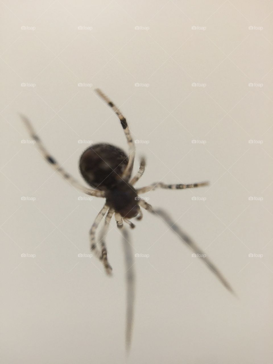 Macro of a spider the size of a pinhead