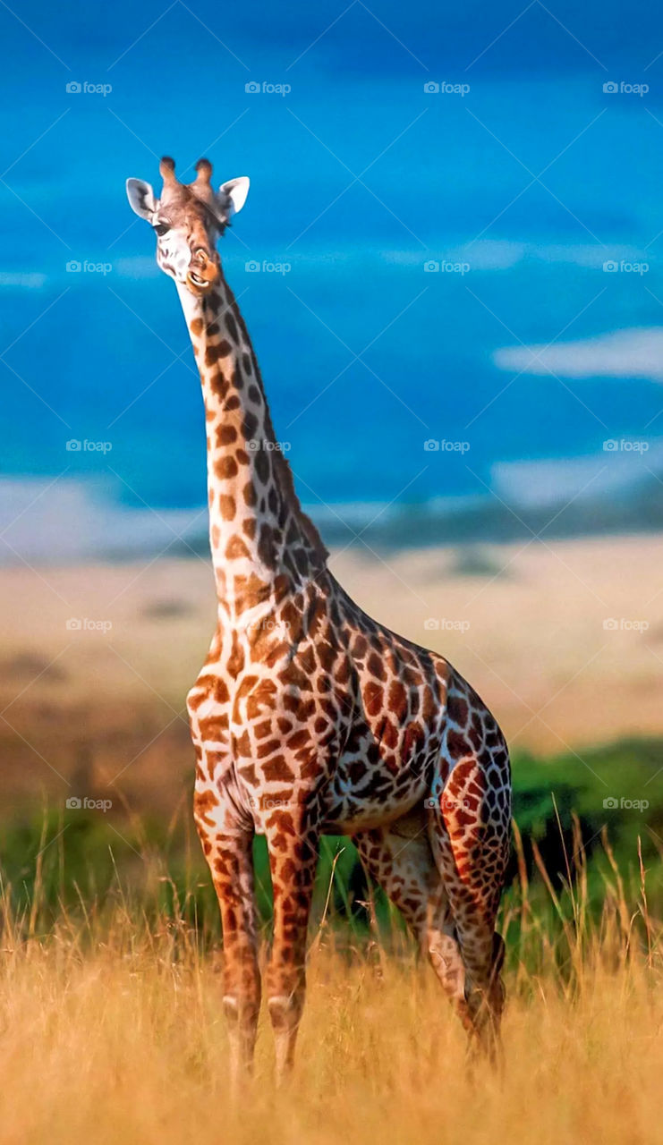 giraffe