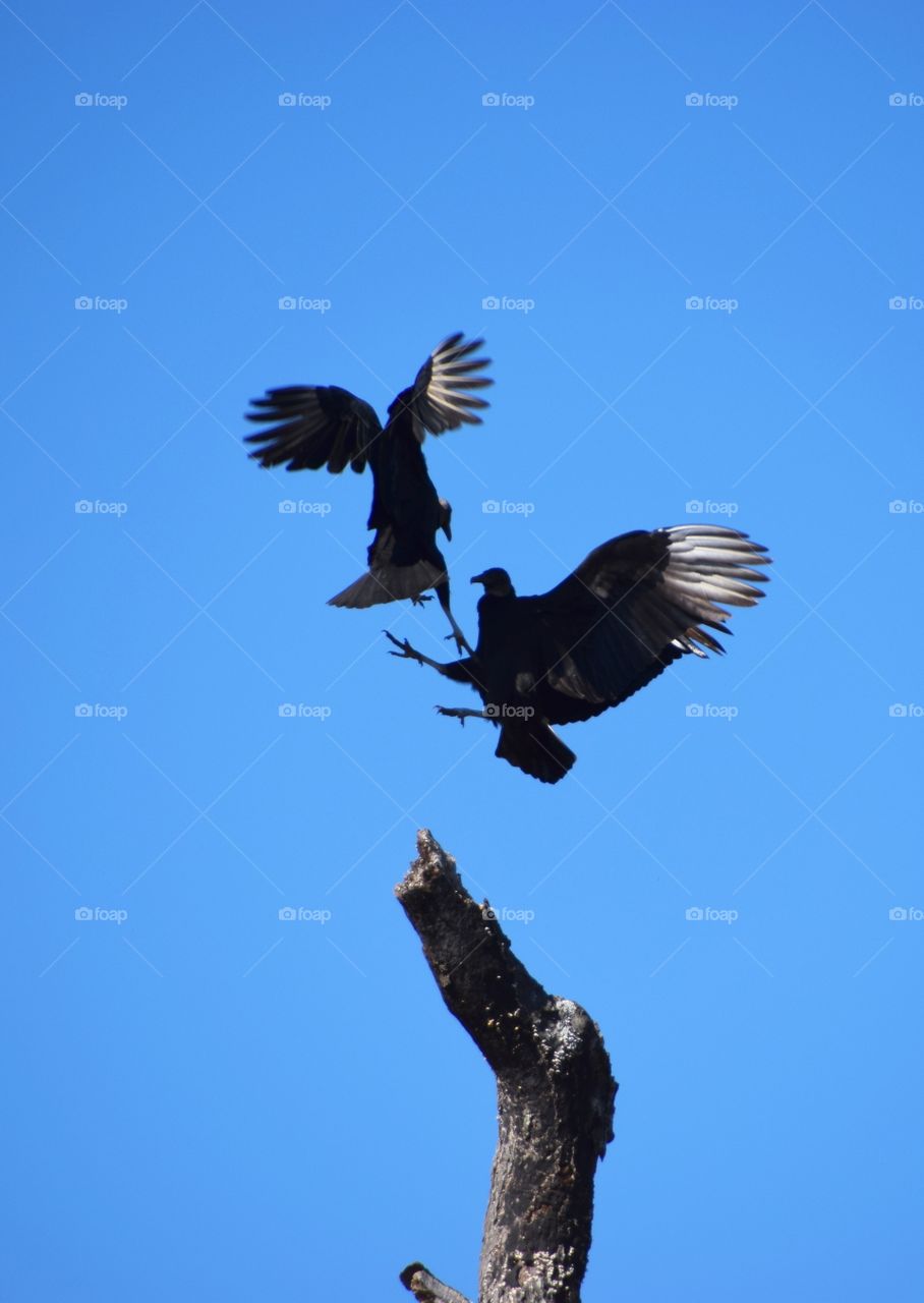 Buzzards fighting in air