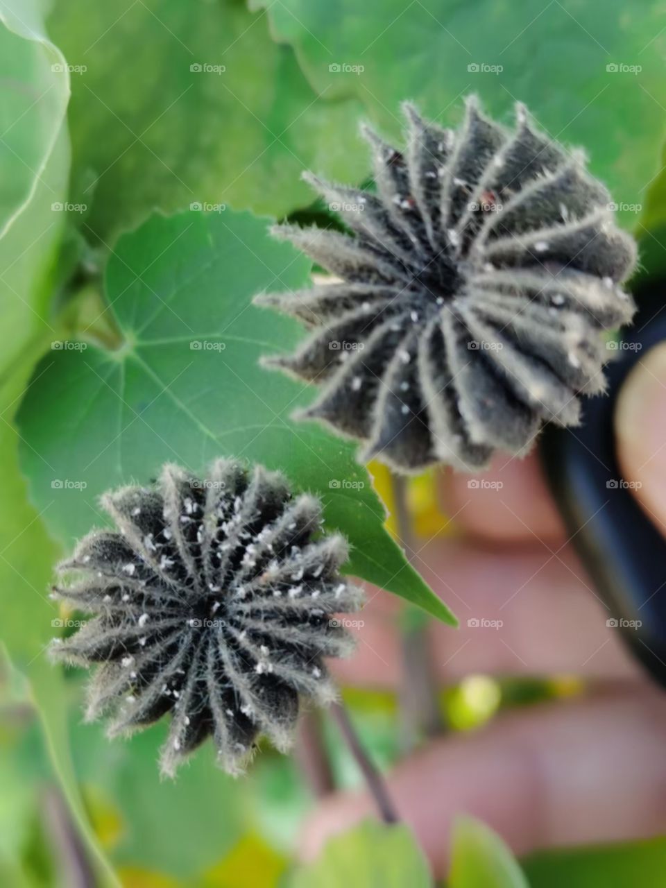 Plants, landscapes, trees