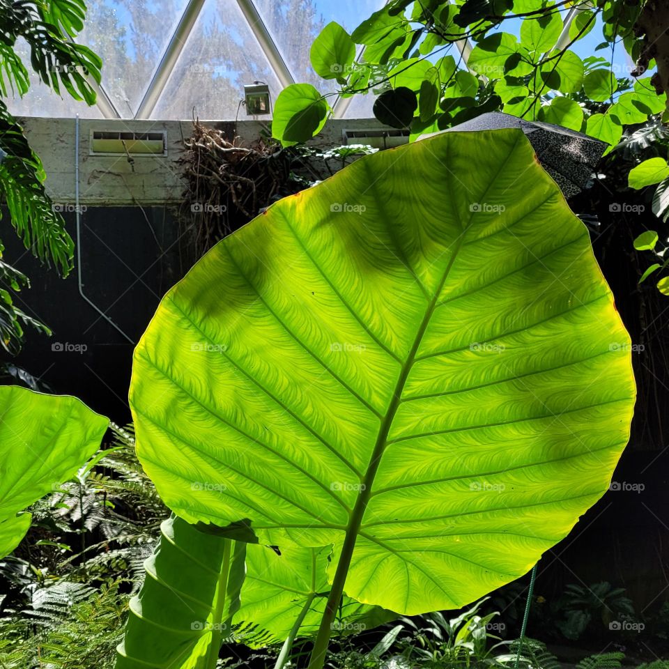 big green leaf
