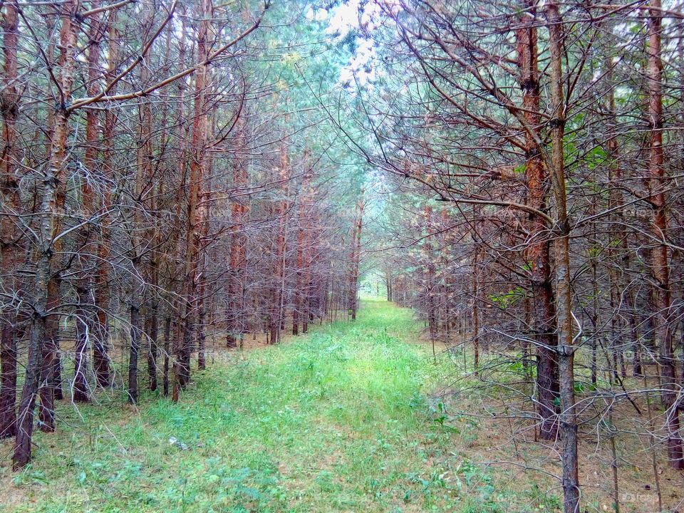 Glade the Pine Forest