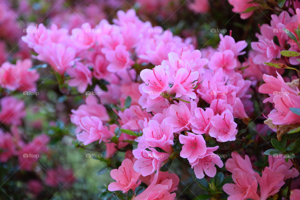 High angle view of pink flowers