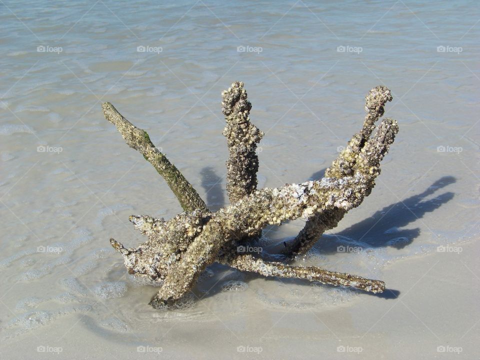 Barnacles on Driftwood in the ocean