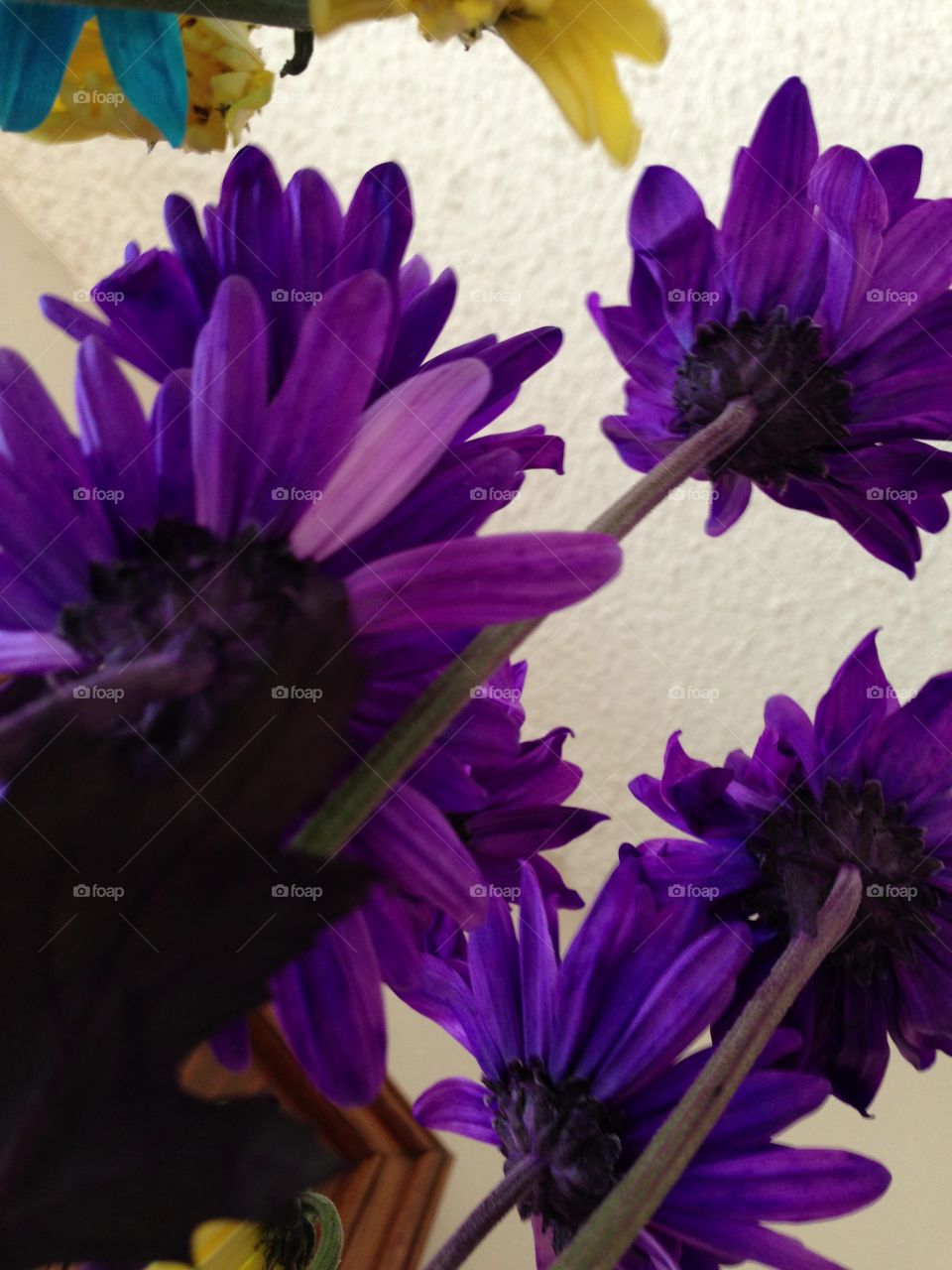Purple . Purple daisies