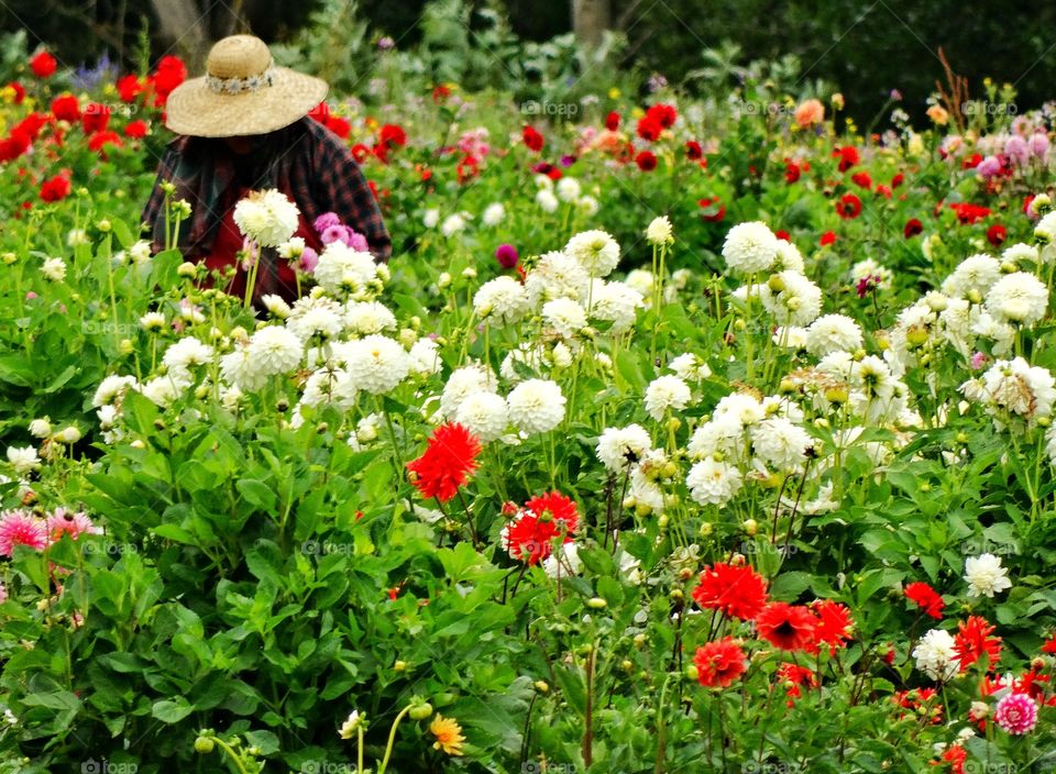 Woman In Straw Hat In Colorful Garden