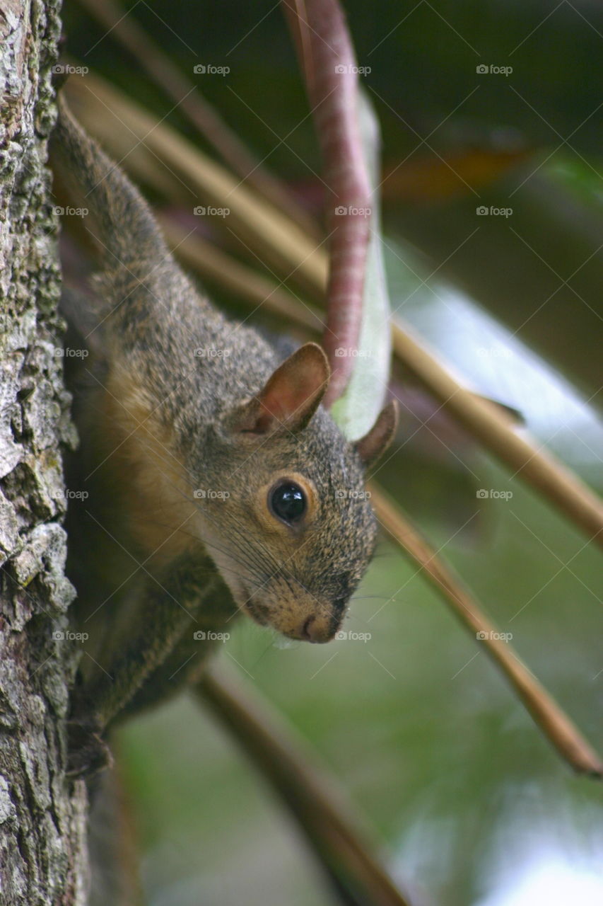 Squirrel close up. close up of Squirrel
