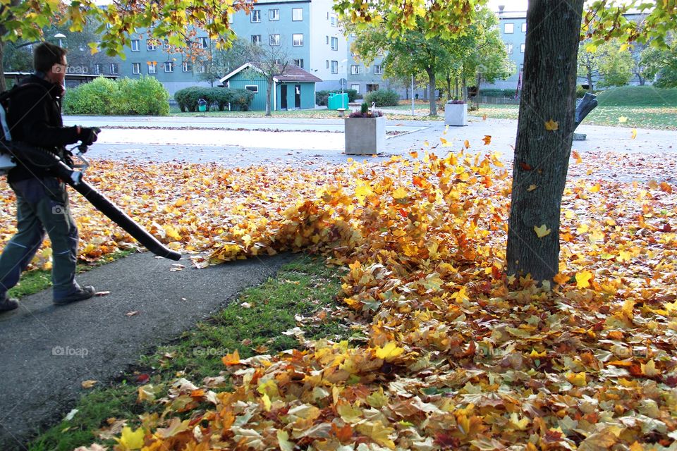 Young man blowing leaves . Young man blowing leaves 