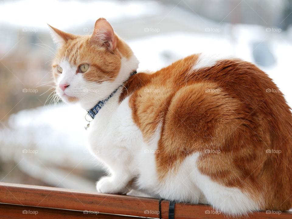 An orange and white Tom cat watches squirrels on a neighbor’s tree. He hopes to be allowed to catch one someday! 