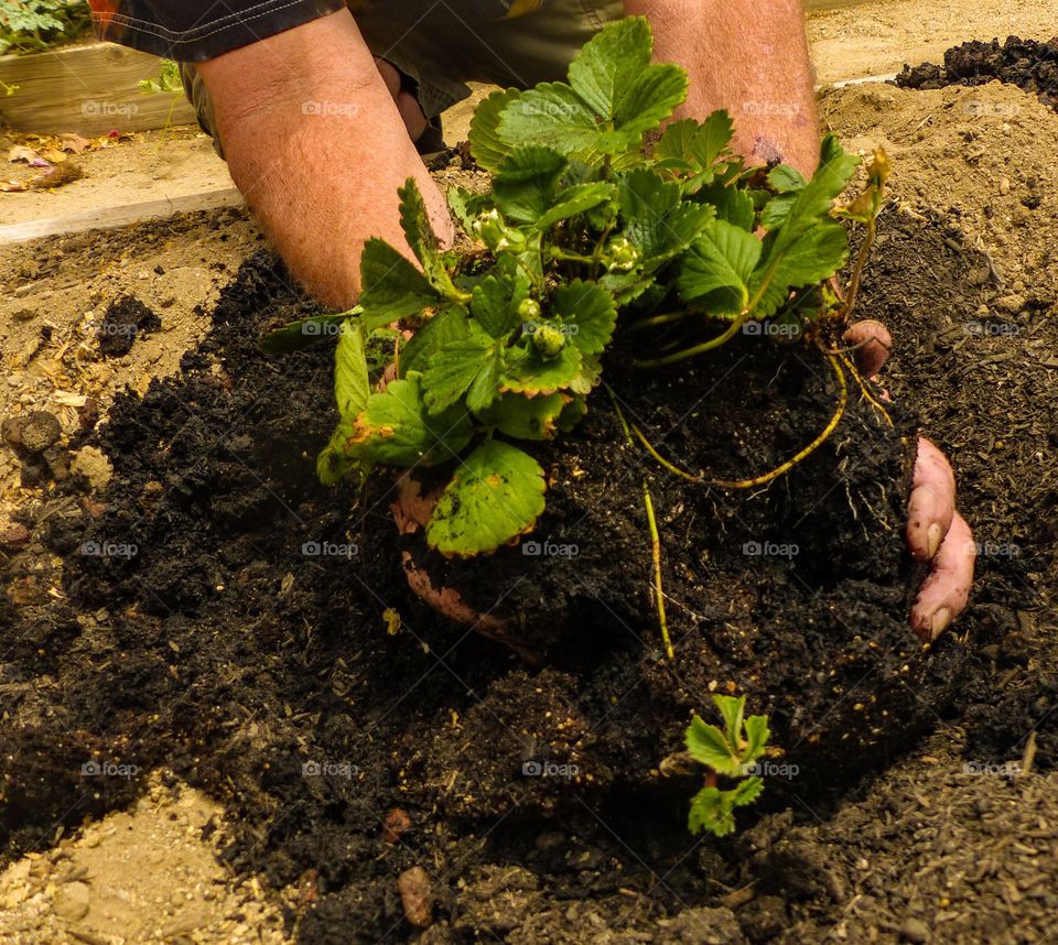 Taking the plant out of a pot and planting it into the ground