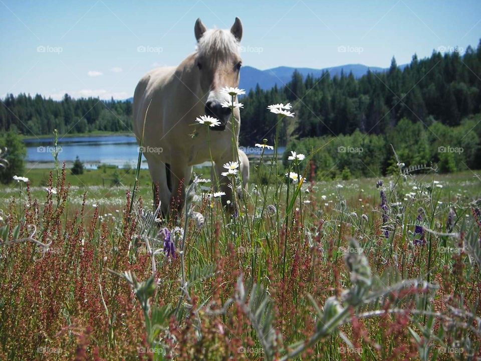 horse in wildflower pasture
