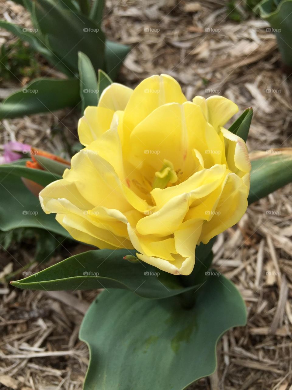 Spring tulips 