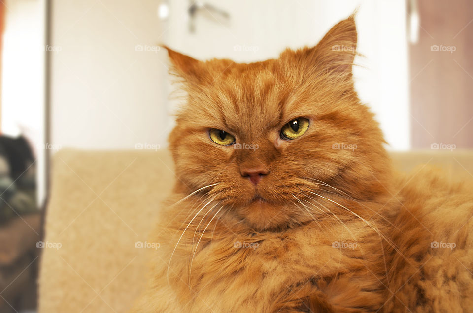 This angry beautiful eyes 😻