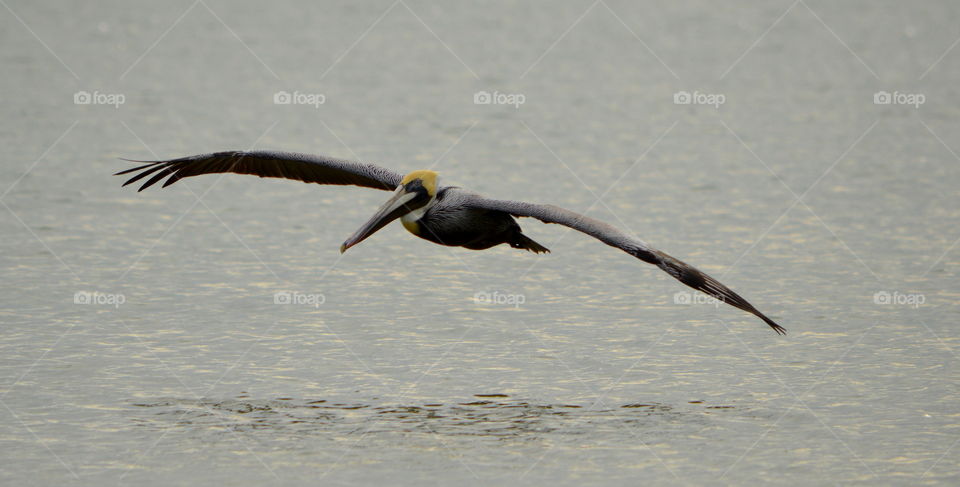 brown pelican flying